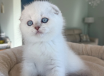 Olaf - Scottish Fold Kitten For Sale - 
