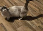 Rose polydactyl - Munchkin Cat For Sale - Zanesville, OH, US