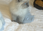 Daisy - Himalayan Kitten For Sale - 