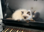 Roman - Himalayan Kitten For Sale - 