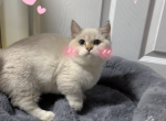 Bae Bae - Munchkin Kitten For Sale - 