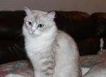 Rose - Ragdoll Cat For Sale - 