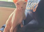 Rana - Sphynx Kitten For Sale - Brooklyn, NY, US