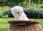 Sugar - Scottish Fold Kitten For Sale - 