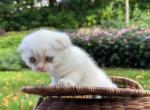 Coconut - Scottish Fold Kitten For Sale - 