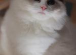 blue bicolor - Ragdoll Kitten For Sale - Bristow, VA, US