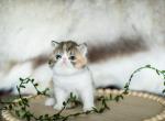 Noodle - Exotic Kitten For Sale - 
