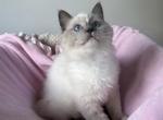 Blue Mitted Girl Meadow - Ragdoll Kitten For Sale - 