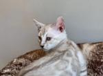 Camila - Bengal Kitten For Sale - 