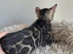 Dahlia - Bengal Kitten For Sale - 
