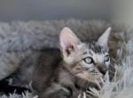 Magnus - Bengal Kitten For Sale - 
