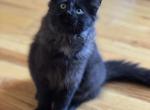 BOBBY - Nebelung Kitten For Sale - 
