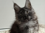 Leya - Maine Coon Kitten For Sale - 