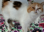 Papered exotic shorthair young adult - Exotic Cat For Sale - Woodburn, IN, US