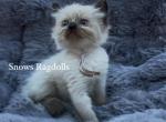 Rose - Ragdoll Kitten For Sale - 