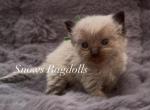 Jace - Ragdoll Kitten For Sale - 