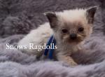 Niko - Ragdoll Kitten For Sale - 