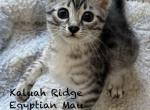 Egyptian Mau Fiji - Egyptian Mau Kitten For Sale - 