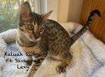 F6 SBT Lexy - Savannah Kitten For Sale - 