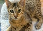 F6 SBT Brewster - Savannah Kitten For Sale - 