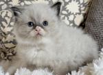 TICA Registered Seal Mitted Male with mask - Ragdoll Kitten For Sale - Lock Haven, PA, US