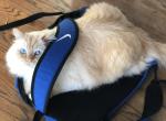 Rain - Ragdoll Cat For Adoption - 
