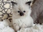 TICA Registered Seal Mitted Female - Ragdoll Kitten For Sale - Lock Haven, PA, US