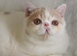 Marshmallow - Exotic Kitten For Sale - 