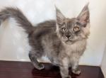 Silver Black Smoke Males - Maine Coon Kitten For Sale - 