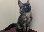 TICA Black Smoke - Maine Coon Kitten For Sale - 