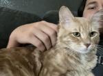 Male Maine coon - Maine Coon Cat For Sale - San Diego, CA, US