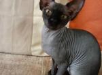 Dina - Sphynx Kitten For Sale - Matawan, NJ, US