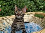 SOLD Bengal Boy Show Quality Look - Bengal Kitten For Sale - 