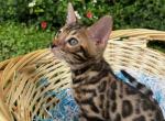 Bengal Girl Playful & Smart - Bengal Kitten For Sale - 