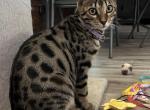 Raja Purple Collar - Bengal Kitten For Sale - 