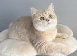 Momo - British Shorthair Kitten For Sale - Queens, NY, US
