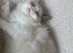 Seal Bicolor Girl Orchard - Ragdoll Kitten For Sale - 