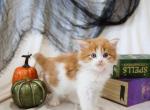 Orange boy - Scottish Straight Kitten For Sale - 