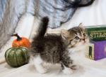 Yellow Girl - Munchkin Kitten For Sale - 
