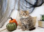 Green Boy - Scottish Straight Kitten For Sale - 
