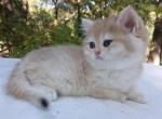 Kafi - British Shorthair Kitten For Sale - 