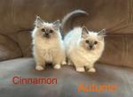 Autumn - Ragdoll Kitten For Sale - 