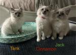 Tank - Ragdoll Kitten For Sale - 