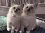 Jack - Ragdoll Kitten For Sale - 