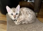 Leo Gray Collar - Bengal Kitten For Sale - 