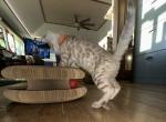 Phoebe Orange Collar - Bengal Kitten For Sale - 