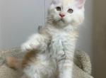 Ice Cream - Maine Coon Kitten For Sale - Miami, FL, US