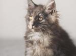 Chuck - Maine Coon Kitten For Sale - Miami, FL, US