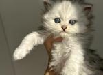 Palpatine - Scottish Straight Kitten For Sale - Miami, FL, US