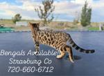 Bengalloves - Bengal Kitten For Sale